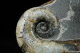 Unbelievable Russian Heteromorph Ammonite #476-1